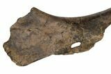 Hadrosaur (Edmontosaurus) Ischium Bone - South Dakota #192674-1